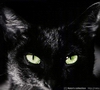 Аватар для Black_Cat